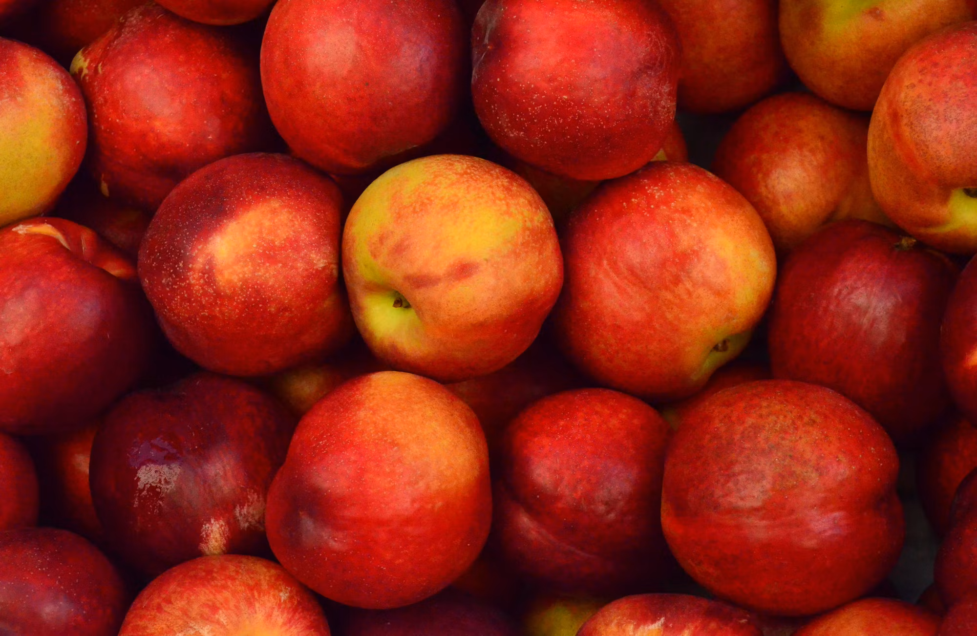 Exploring the Art of Baking: Techniques, Tips, and Timeless Recipes